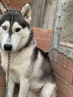 chien-husky-6-mois-bon-prix-kouba-alger-algerie