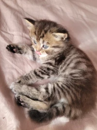 Chat persan 