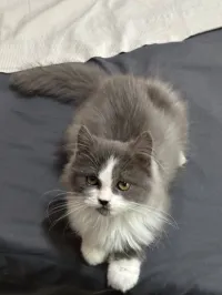 Chaton Persan femelle 3 mois Blanc/gris yeux verts  Propre Alger