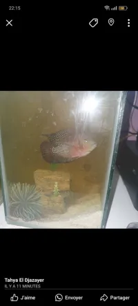 Flower +aquarium 