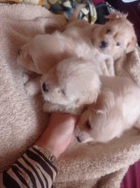 Caniche bichon maltais pure race 