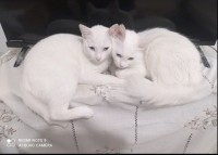 قطة-أنغورا-تركية-turkish-angora-أصلية-بيضاء-بعيون-زرقاء-بن-يحي-عبد-الرحمان-ميلة-الجزائر
