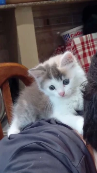 Chat a vendre