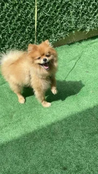 Spitz pomeranian 