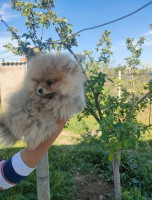 chien-spitz-pomeranian-dely-brahim-alger-algerie