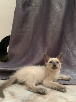 chat-bebe-chatons-siamois-pure-race-kouba-alger-algerie