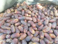 تمر حميرة 