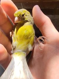 Canari Raza espagnol