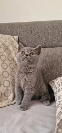 British Shorthair & Scottish fold