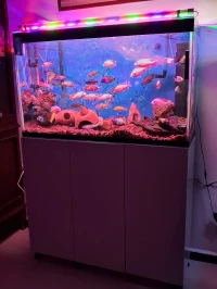 Aquarium 1 mètre avec meuble blanc, super équipé et 40 poissons Cycledis 
