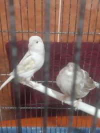 2 canaris femelles Gloster et Jasp prêtes pour l'accouplement