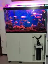 Aquarium avec meuble d'origine Blanc 1m avec ou sans accessoires et poissons