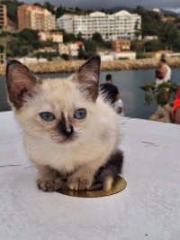 Chat persan Himalaya Femelle 3 mois
