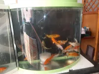 Aquarium complet + 4 Poissons 