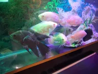 Divers poissons Cycledis d'importation 
