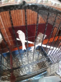 2 canaris femelles adultes de Races 
