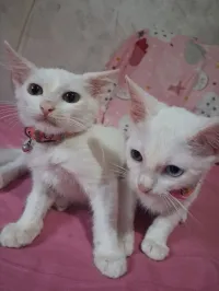 Chatons angora femelles 3mois