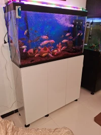 Aquarium avec meuble d'origine Blanc 1m avec ou sans accessoires et poissons