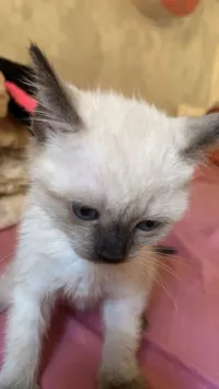 قطط سياموا للبيع شهرين
