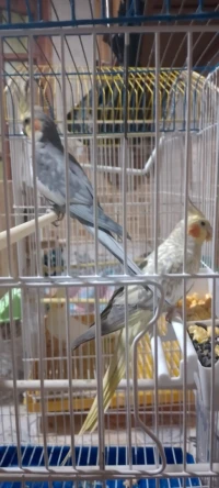 Couple calopsitte forme khadma