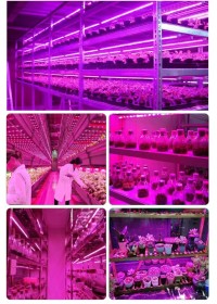 الزراعة-bande-led-phyto-spectre-complet-usb-5v-3m-eclairage-croissance-plantes-البليدة-الجزائر