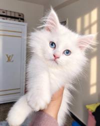 Persan hymalaya chat
