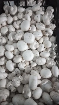 Champignons frais disponible meilleur qualité livraison disponible 