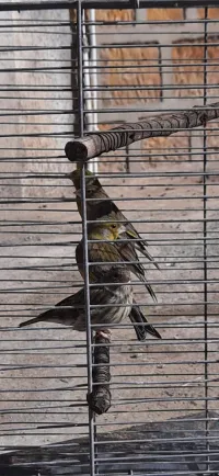 Des oiseaux à vendre 