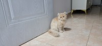 قطة-chat-persan-pure-race-قط-فارسي-بابا-حسن-الجزائر
