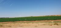 terrain-agricole-vente-djelfa-benhar-algerie