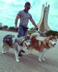 Husky malamute 