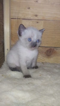 Chaton Siamoi