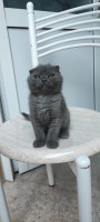 chat-scottish-fold-black-smoke-bordj-bou-arreridj-algerie