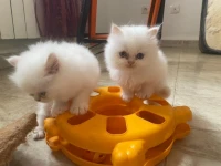 Chat persan femelle white snow