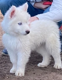 Chien Husky femelle white snow