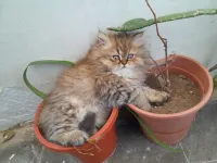 Chat persan chinchilla golden 