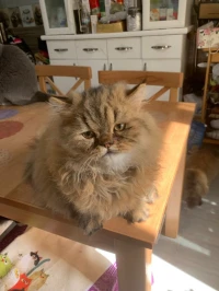 Chat Persan Chinchilla Golden vaccine 