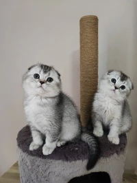 Scottish fold