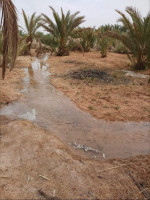 terrain-agricole-vente-ouargla-ain-beida-algerie