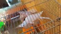 Calopsitte couple 