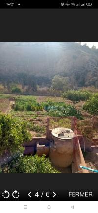 أرض-بيع-تلمسان-غزوات-الجزائر