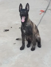 Chiot malinois