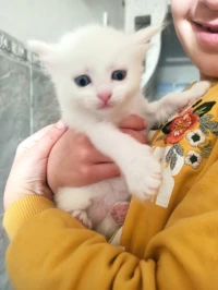 Chat angora turc