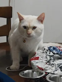 Chaton siamois croisé 15 mois