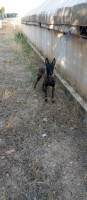 chien-femelle-malinois-akbou-bejaia-algerie