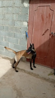 chien-femelle-malinois-akbou-bejaia-algerie