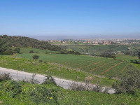 terrain-vente-boumerdes-el-kharrouba-algerie