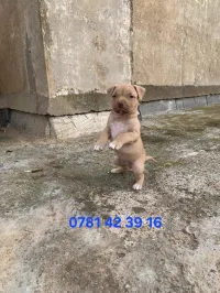 Chiots pitbull