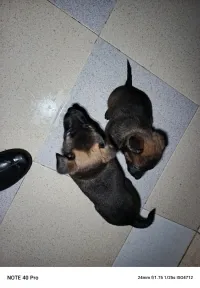 Chiot Malinois, pure race مالينوا 