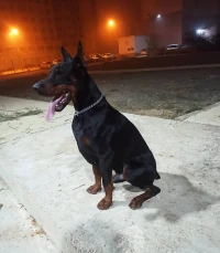 Dobermann Kennel Algerien